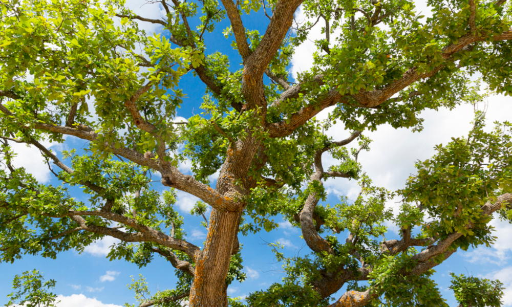 Ein Blick von unten auf die robusten Äste und das dichte Blattwerk eines großen Baumes. Der Baum steht gegen einen klaren blauen Himmel, durch den einige Wolken spärlich verteilt sind. Die Sonne scheint durch die Blätter hindurch, was die Textur der Rinde und das lebhafte Grün der Blätter hervorhebt.