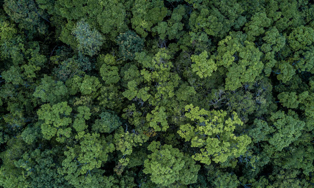 Ein dichter Wald aus der Vogelperspektive fotografiert, wobei die Baumkronen unterschiedliche Grüntöne aufweisen. Die Ansicht ist so, dass keine Wege oder andere vom Menschen erschaffene Objekte zwischen den einzelnen Bäumen zu erkennen ist, was eine unberührte Landschaft hinweist. 