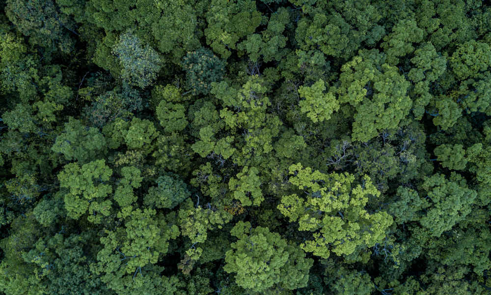Ein dichter Wald aus der Vogelperspektive fotografiert, wobei die Baumkronen unterschiedliche Grüntöne aufweisen. Die Ansicht ist so, dass keine Wege oder andere vom Menschen erschaffene Objekte zwischen den einzelnen Bäumen zu erkennen ist, was eine unberührte Landschaft hinweist.